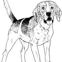 Desenho de Cachorro Beagle para colorir