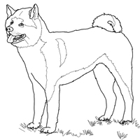 Desenho de Cachorro Akita Inu para colorir