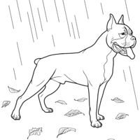 Desenho de Cachorro Boxer para colorir