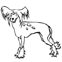 Desenho de Cachorro despenteado para colorir