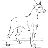 Desenho de Cachorro Doberman para colorir