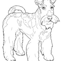 Desenho de Cachorro Fox Terrier para colorir