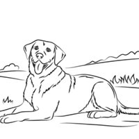 Desenho de Cachorro Labrador deitado para colorir