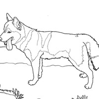 Desenho de Cachorro Husky Siberiano para colorir