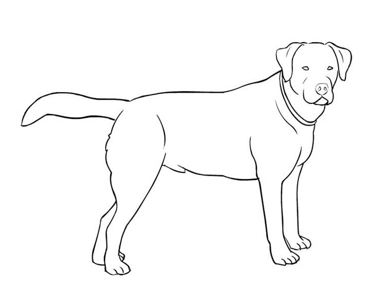 Desenho de cachorro grande para colorir