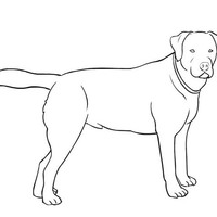 Desenho de Cachorro Labrador para colorir