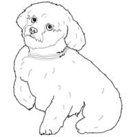 Desenho de Cachorro Maltês para colorir