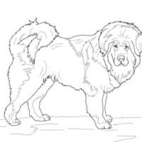 Desenho de Cachorro Mastin Tibetano para colorir