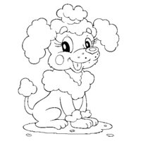 Desenho de Cachorro Poodle para colorir
