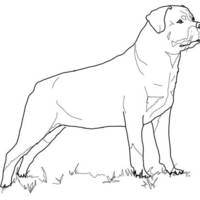 Desenho de Cachorro Rottweiler para colorir
