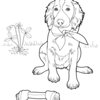 Desenho de Cachorro Setter Irlandês para colorir