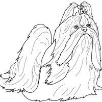 Desenho de Cachorro Shih-Tzu para colorir