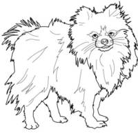 Desenho de Cachorro Spitz Alemão para colorir