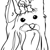 Desenho de Cachorro Yorkshire para colorir