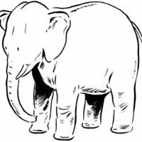 Desenho de Elefante grande para colorir