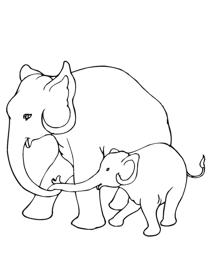 Mamae e bebe elefante