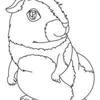 Desenho de Coelhinho da índia para colorir