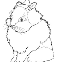 Desenho de Coelho peludo para colorir