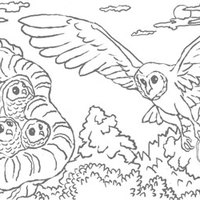 Desenho de Coruja filhote para colorir