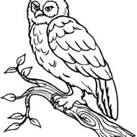 Desenho de Coruja no galho de árvores para colorir