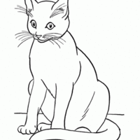 Desenho de Gata siamesa para colorir