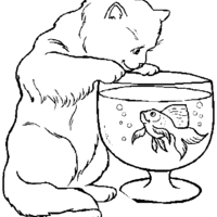 Desenho de Gato de aquário para colorir