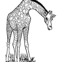 Desenho de Girafa no zoológico para colorir