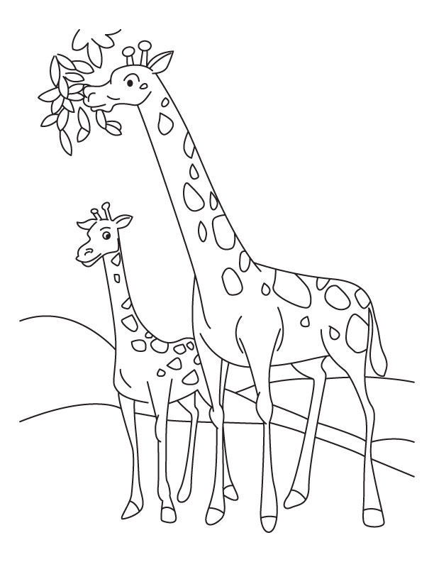 Girafas lindas