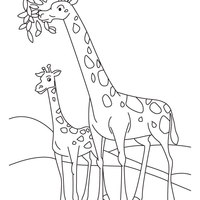 Desenho de Girafas lindas para colorir