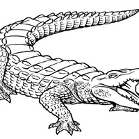 Desenho de Crocodilo furioso para colorir