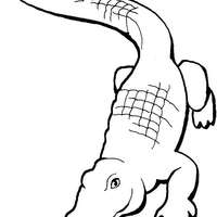 Desenho de Crocodilo réptil para colorir