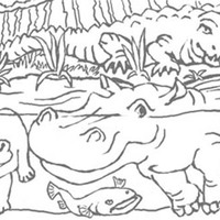 Desenho de Hipopótamo nadando para colorir