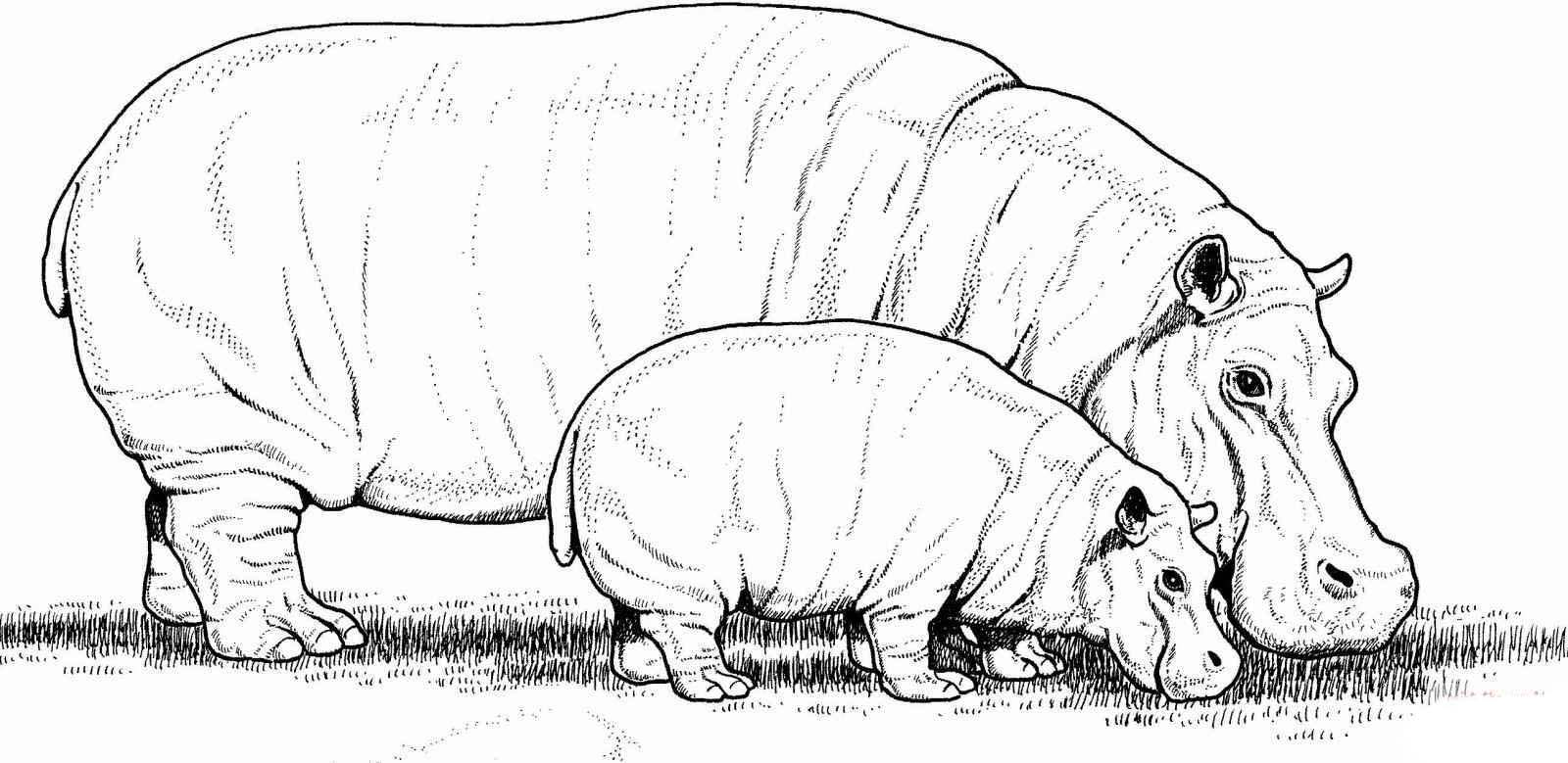 Hipopotamos comendo
