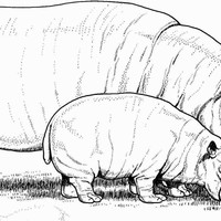 Desenho de Hipopótamos comendo para colorir