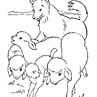 Desenho de Cão pastor e ovelhas para colorir