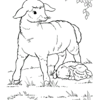 Desenho de Mamãe ovelha e filhote para colorir