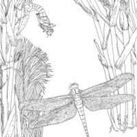 Desenho de Libélula na selva para colorir