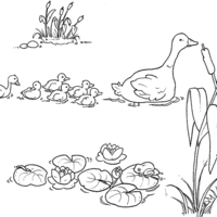 Desenho de Mamãe pato levando patinhos ao lago para colorir