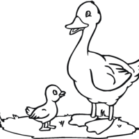 Desenho de Papai pato e filhote para colorir