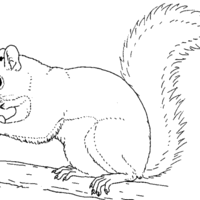 Desenho de Esquilo comendo para colorir