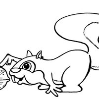 Desenho de Esquilo tocando noz para colorir