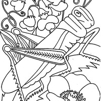 Desenho de Gafanhoto na flor para colorir