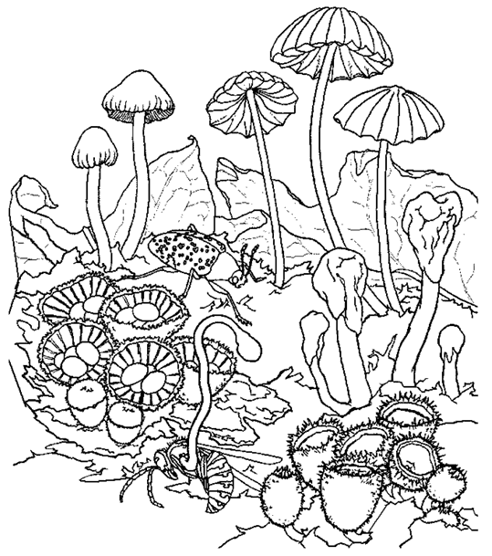 Cogumelos no campo