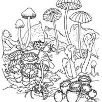 Desenho de Cogumelos no campo para colorir