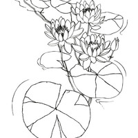 Desenho de Flores e folhas da vitória-regia para colorir