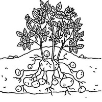 Desenho de Pé de batata para colorir