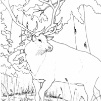 Desenho de Alce subindo montanha para colorir