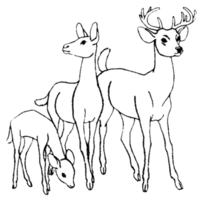 Desenho de Família de veados para colorir