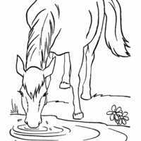 Desenho de Cavalo tomando água no lago para colorir