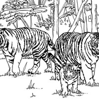 Desenho de Família de tigres para colorir